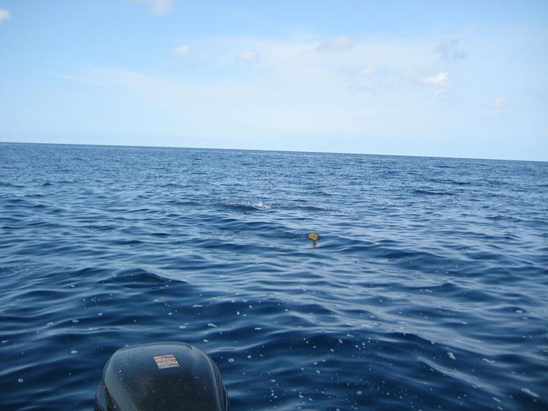 Picture 021